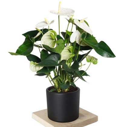 Beyaz Anthorium Bitkisi