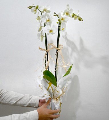 Marjinal Beyaz Orkide